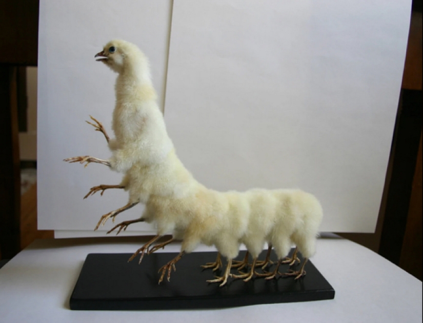 Mala taxidermia - como una forma de arte separada Mala taxidermia - como una forma de arte separada