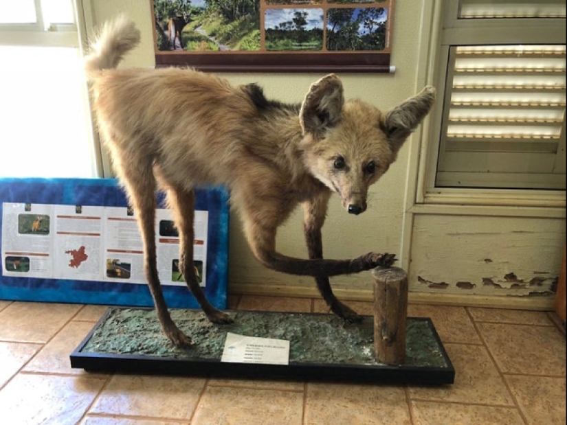 Mala taxidermia - como una forma de arte separada Mala taxidermia - como una forma de arte separada