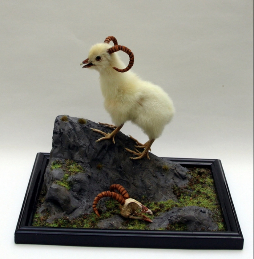 Mala taxidermia - como una forma de arte separada Mala taxidermia - como una forma de arte separada