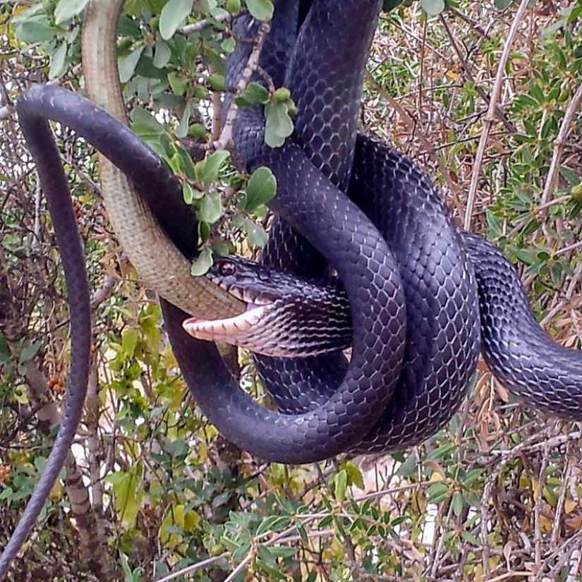 Man and a tame dinosaur: what would be happening on the planet now if dinosaurs had not gone extinct Man and a tame dinosaur: what would be happening on the planet now if dinosaurs had not gone extinct