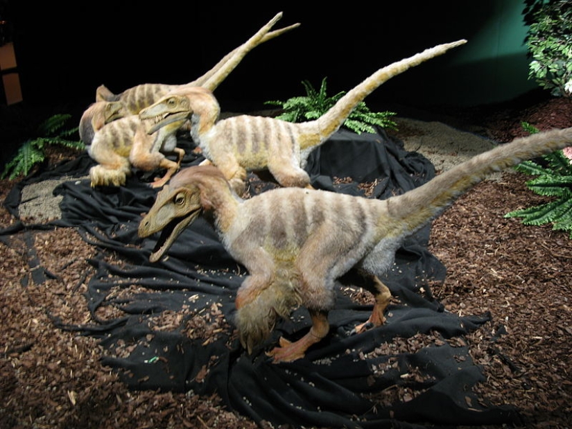 Man and a tame dinosaur: what would be happening on the planet now if dinosaurs had not gone extinct Man and a tame dinosaur: what would be happening on the planet now if dinosaurs had not gone extinct