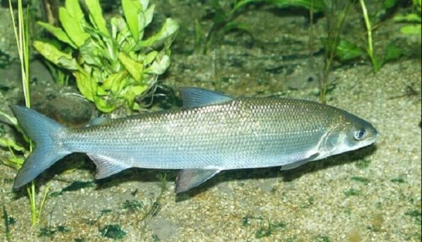 Mandopop, stole and 10 more decent words that sound very indecent Mandopop, stole and 10 more decent words that sound very indecent