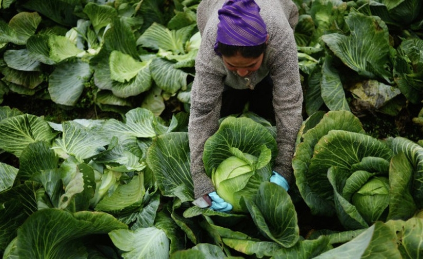 Manjares olvidados regresan al seno de la alta cocina rusa