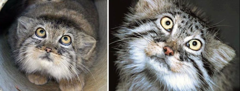 Manul es el gato más expresivo del mundo