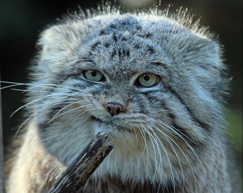 Manul es el gato más expresivo del mundo