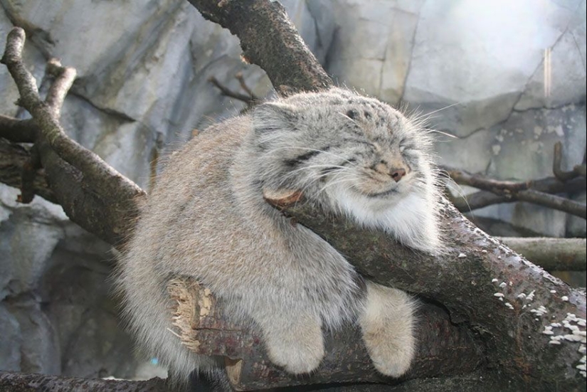 Manul is the most expressive cat in the world Manul is the most expressive cat in the world