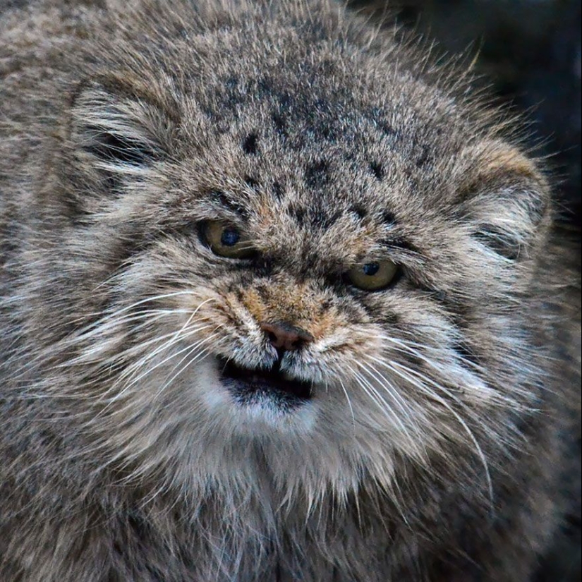 Manul is the most expressive cat in the world Manul is the most expressive cat in the world