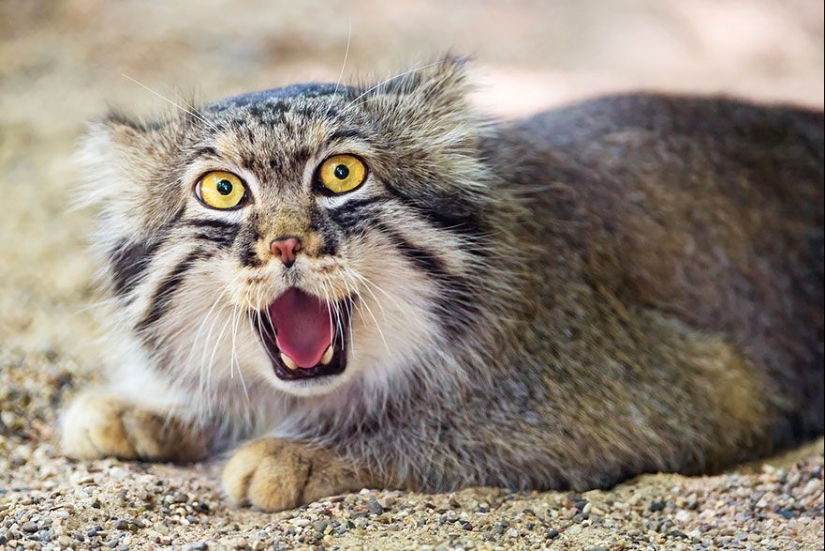 Manul is the most expressive cat in the world Manul is the most expressive cat in the world
