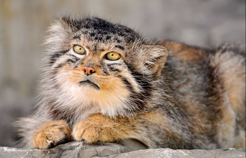 Manul is the most expressive cat in the world Manul is the most expressive cat in the world