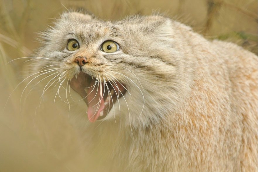 Manul is the most expressive cat in the world Manul is the most expressive cat in the world