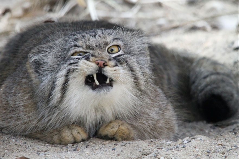 Manul is the most expressive cat in the world Manul is the most expressive cat in the world
