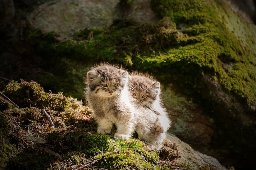 Manul is the most expressive cat in the world Manul is the most expressive cat in the world