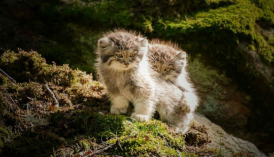 Manul is the most expressive cat in the world