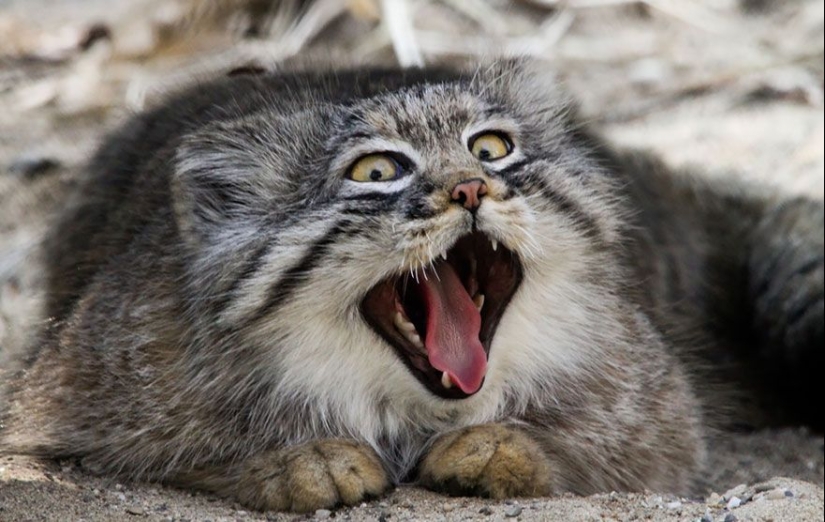 Manul is the most expressive cat in the world Manul is the most expressive cat in the world