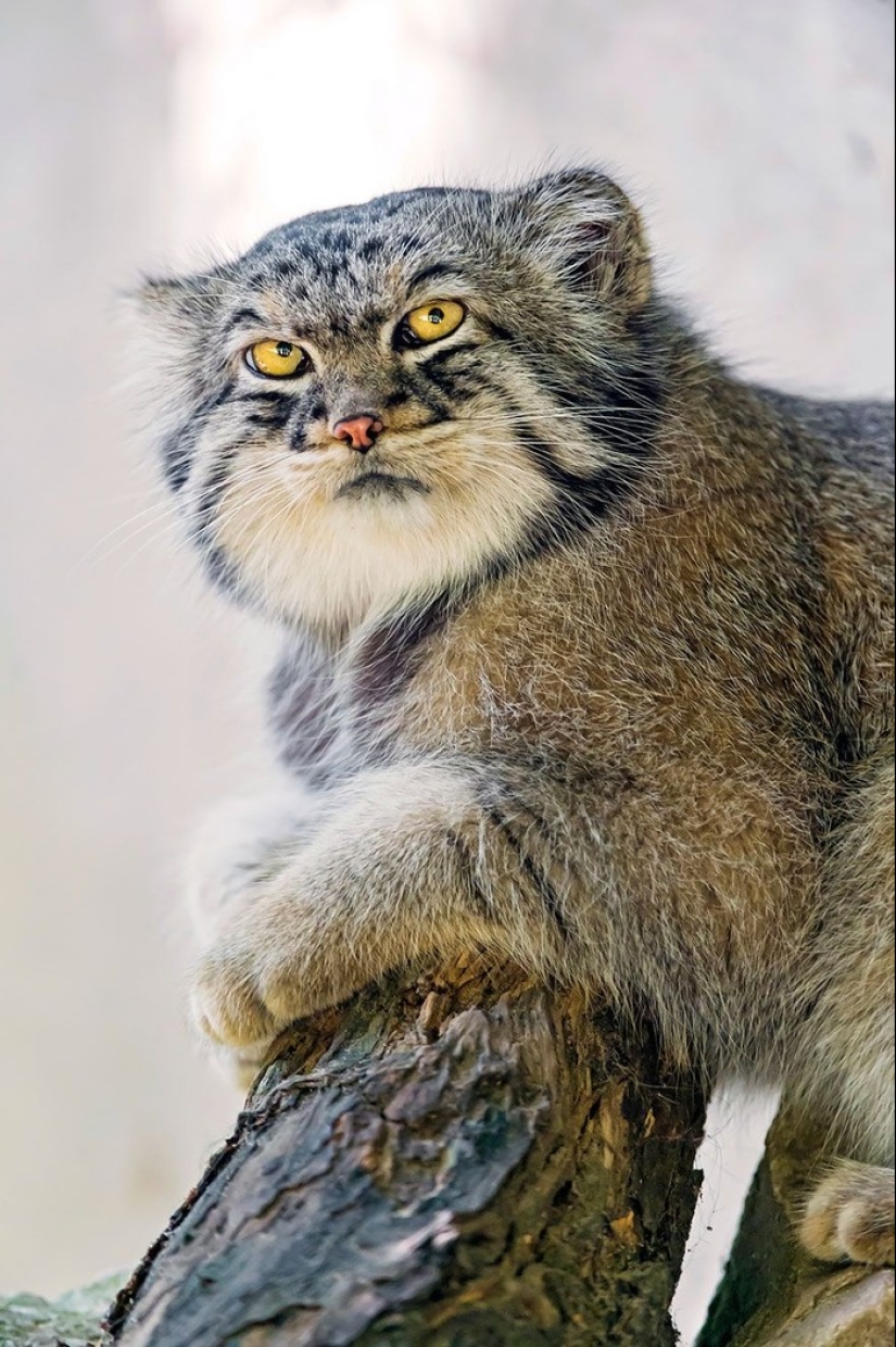 Manul is the most expressive cat in the world Manul is the most expressive cat in the world