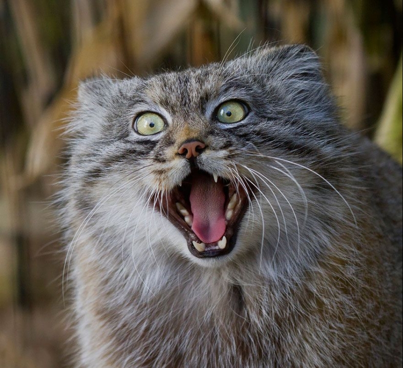 Manul is the most expressive cat in the world Manul is the most expressive cat in the world