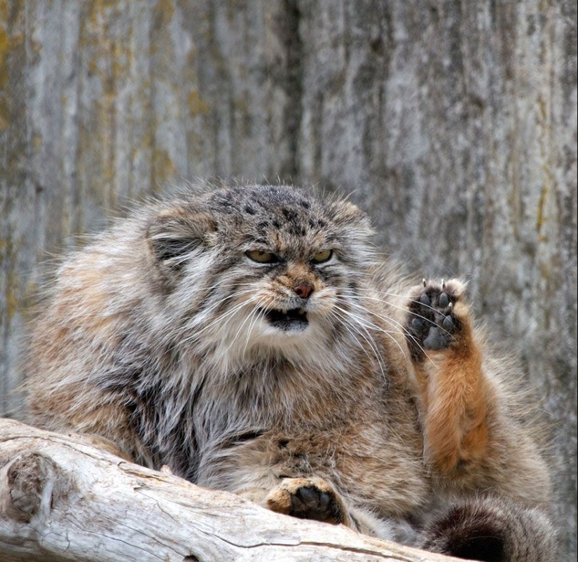 Manul is the most expressive cat in the world Manul is the most expressive cat in the world
