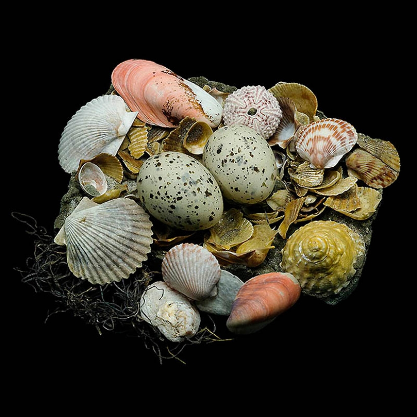 Masterpieces of natural architecture-bird nests