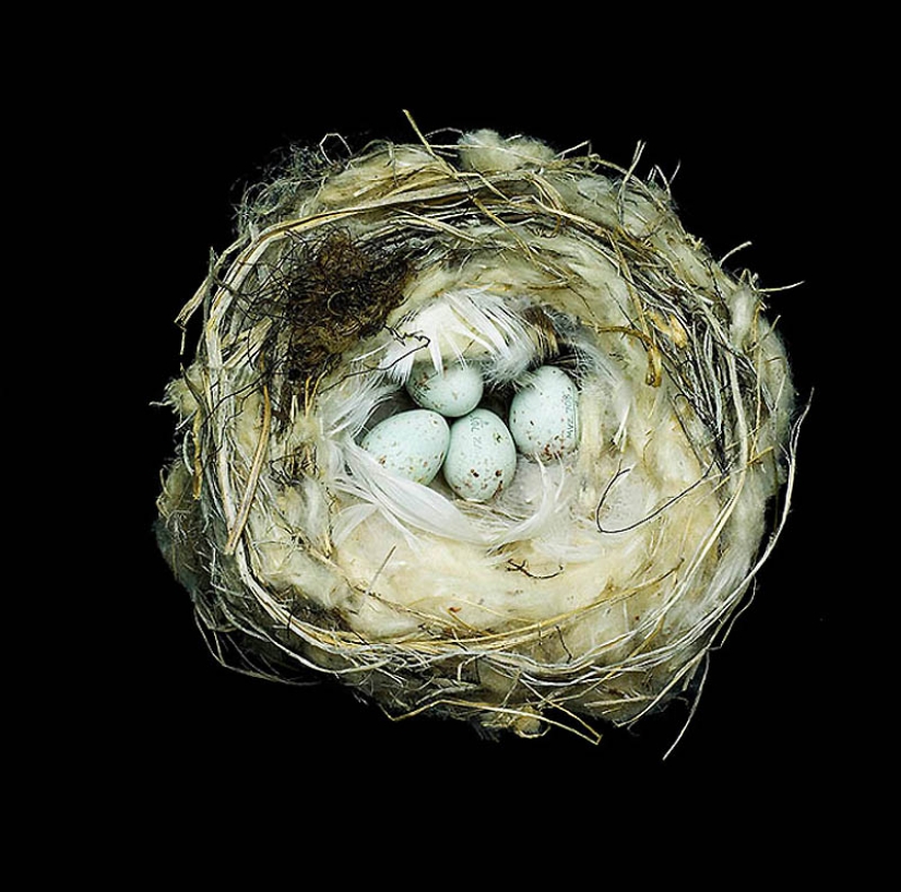 Masterpieces of natural architecture-bird nests