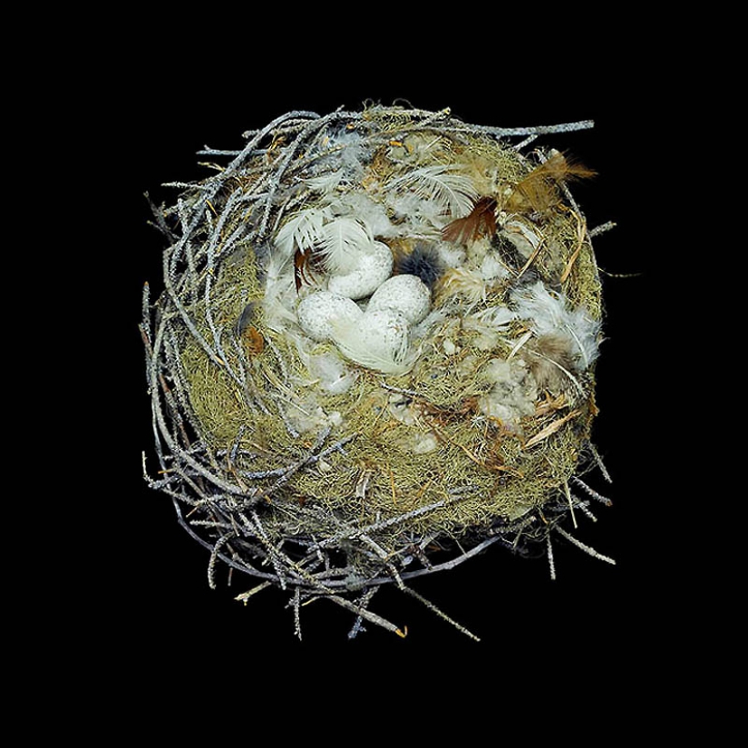 Masterpieces of natural architecture-bird nests