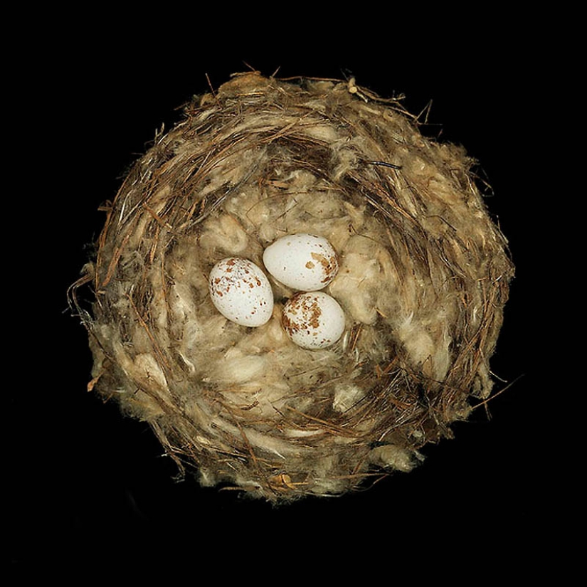 Masterpieces of natural architecture-bird nests