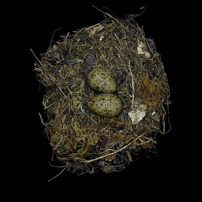 Masterpieces of natural architecture-bird nests