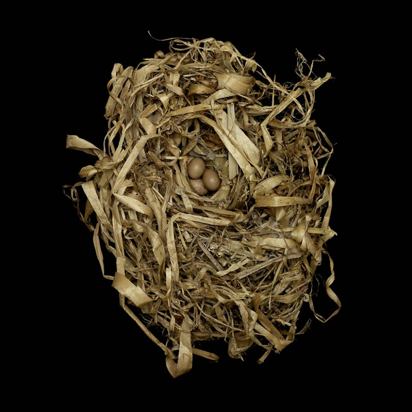 Masterpieces of natural architecture-bird nests