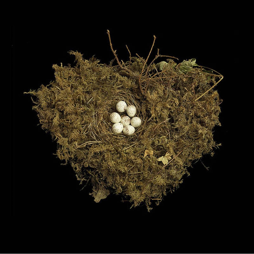 Masterpieces of natural architecture-bird nests