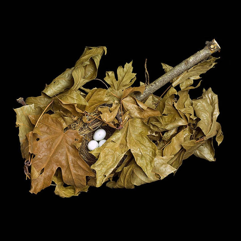 Masterpieces of natural architecture-bird nests