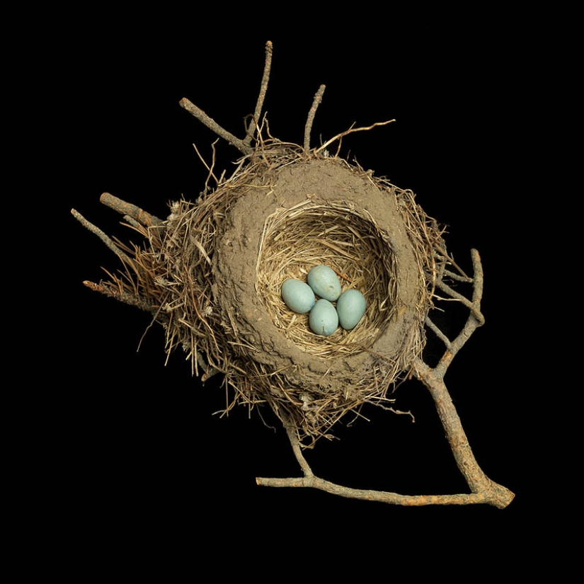 Masterpieces of natural architecture-bird nests