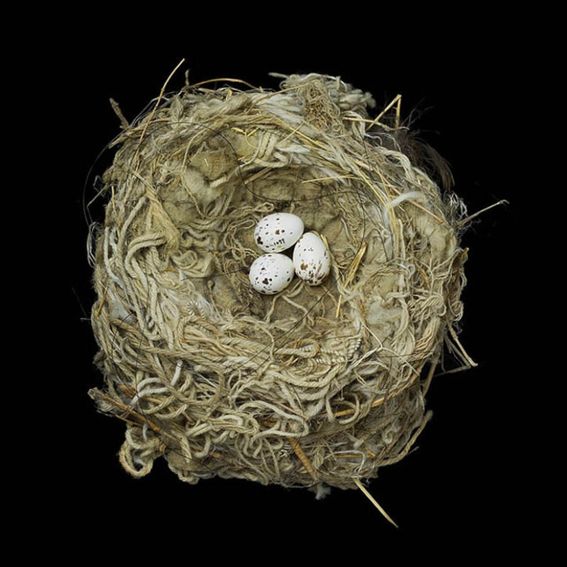Masterpieces of natural architecture-bird nests