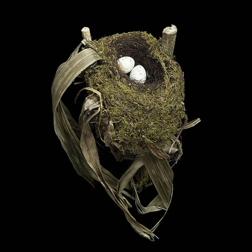 Masterpieces of natural architecture-bird nests