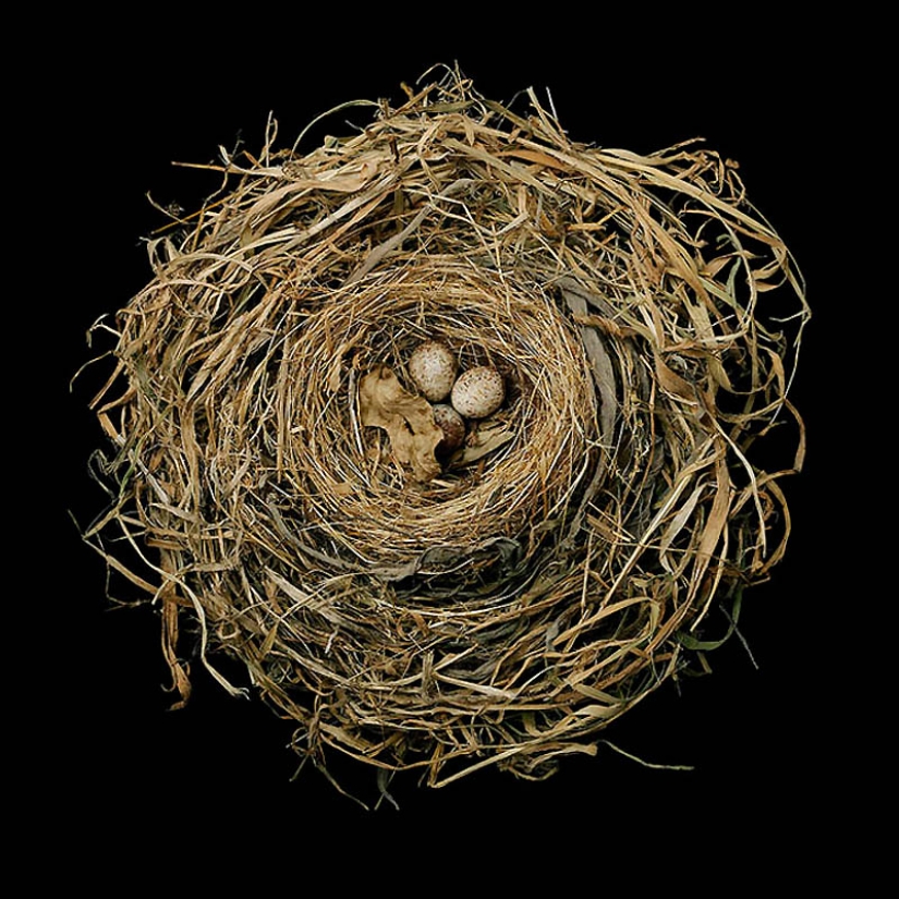 Masterpieces of natural architecture-bird nests