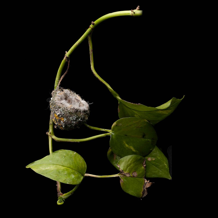 Masterpieces of natural architecture-bird nests