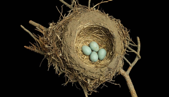 Masterpieces of natural architecture-bird nests