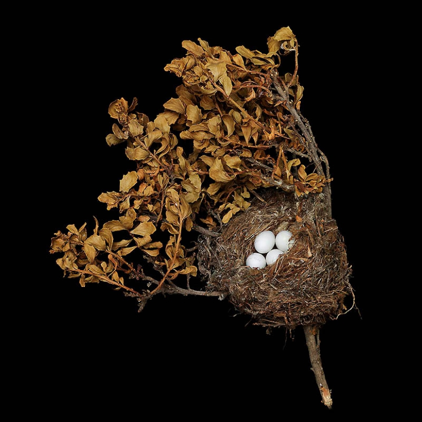 Masterpieces of natural architecture-bird nests