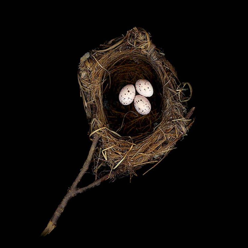 Masterpieces of natural architecture-bird nests