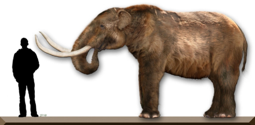Mastodons and mammoths - how did the ancient ancestors of elephants differ