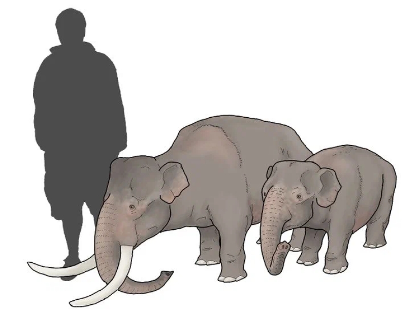 Mastodons and mammoths - how did the ancient ancestors of elephants differ