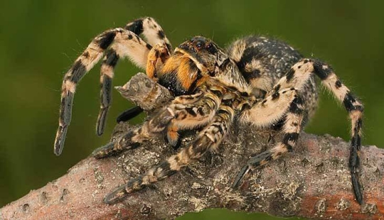 Meet Mizgir — domestic response exotic tarantulas Meet Mizgir — domestic response exotic tarantulas
