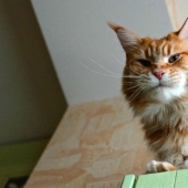 Megapositive, a funny story about the training of seals and their owners