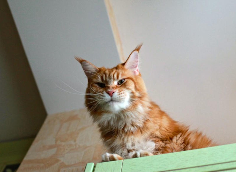 Megapositive, una divertida historia sobre el entrenamiento de focas y sus dueños Megapositive, una divertida historia sobre el entrenamiento de focas y sus dueños