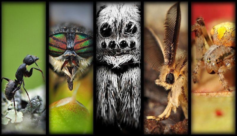 Microcosm of Baikal Microcosm of Baikal