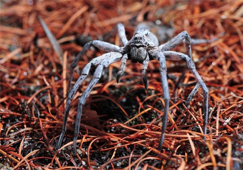 Microcosm of Baikal Microcosm of Baikal