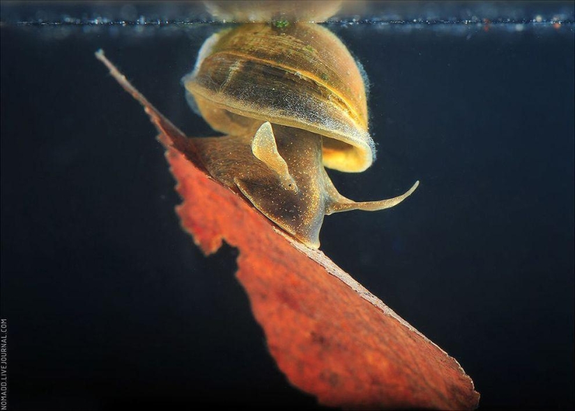 Microcosm of Baikal Microcosm of Baikal