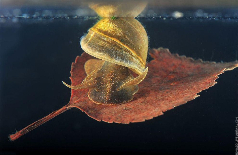 Microcosm of Baikal Microcosm of Baikal