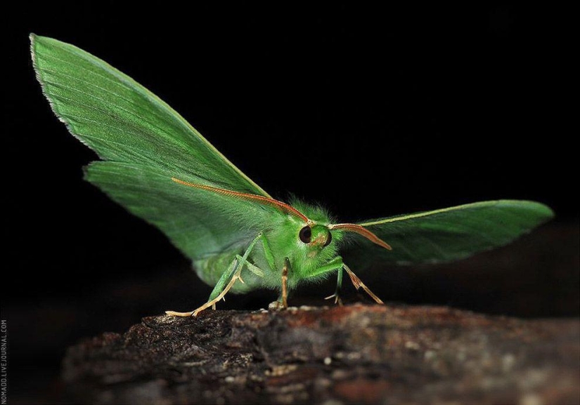 Microcosm of Baikal Microcosm of Baikal