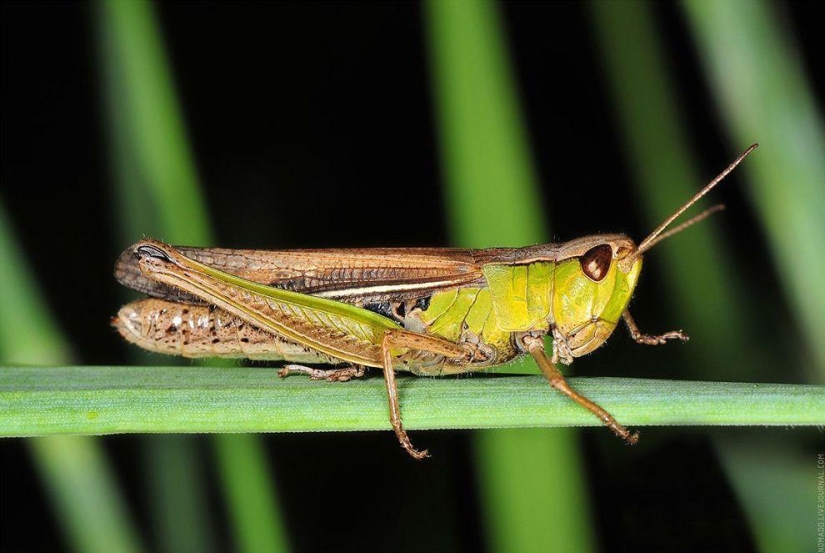 Microcosm of Baikal Microcosm of Baikal