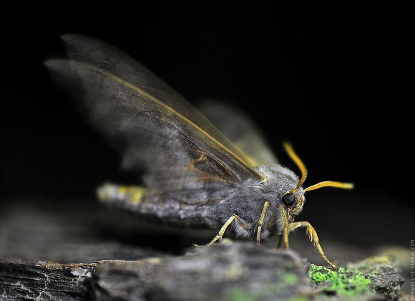 Microcosm of Baikal Microcosm of Baikal