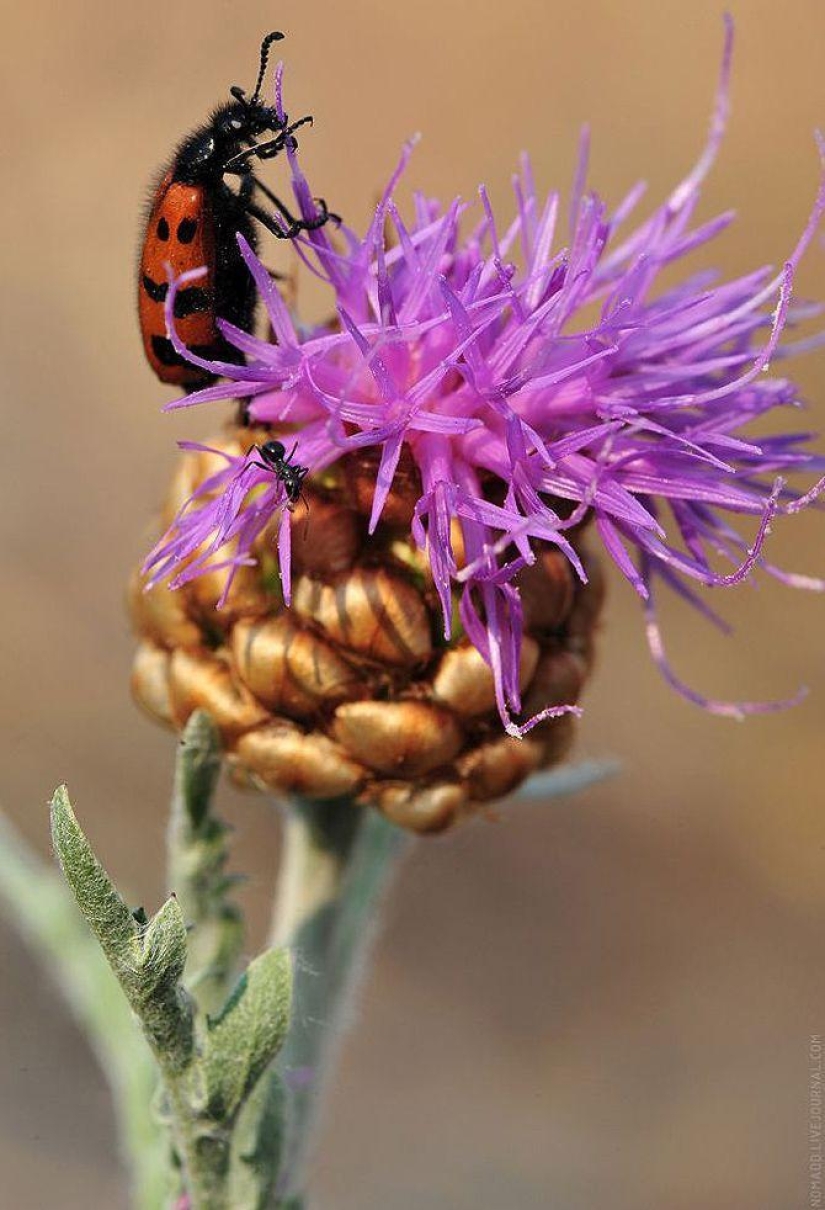 Microcosm of Baikal Microcosm of Baikal